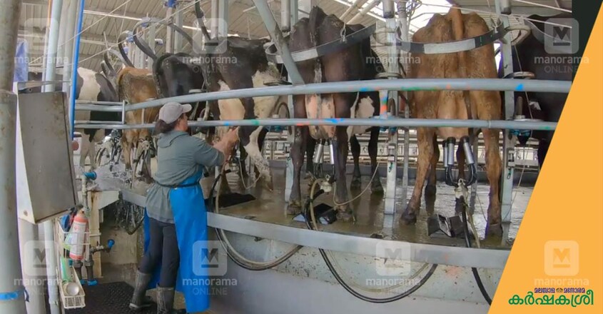 dairy-farm-1 dairy-farm-1