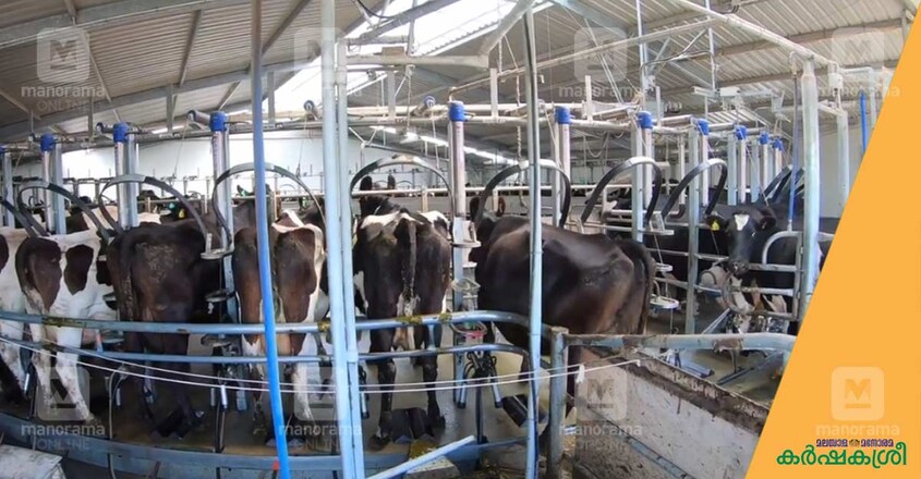 dairy-farm-2 dairy-farm-2