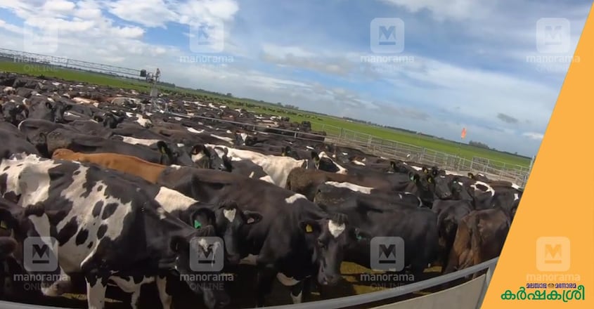 dairy-farm dairy-farm