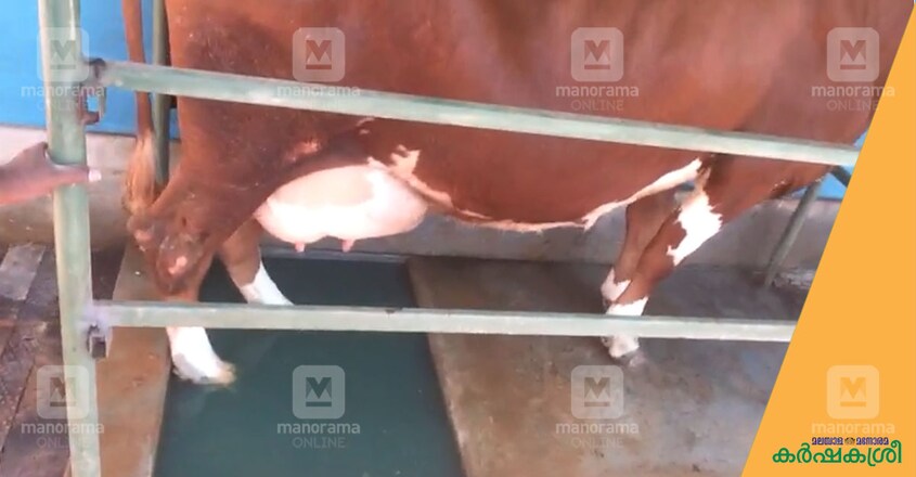 cow-bath cow-bath