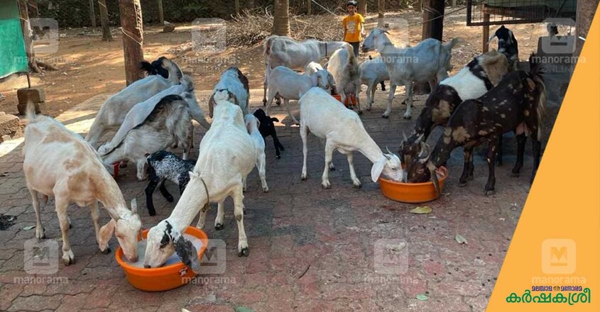 goat-farm goat-farm