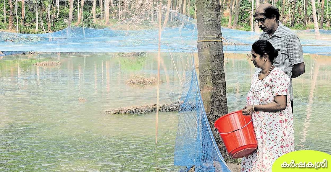 fish-feeding