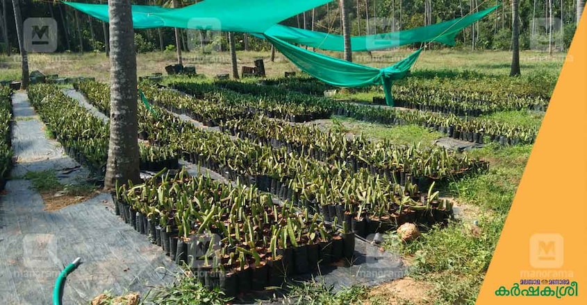 kc-fruit-farm-city-nursery kc-fruit-farm-city-nursery