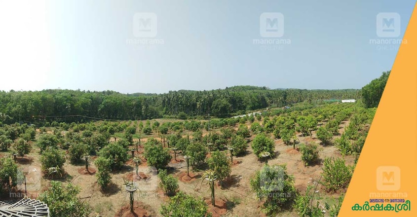 kc-fruit-farm-city kc-fruit-farm-city