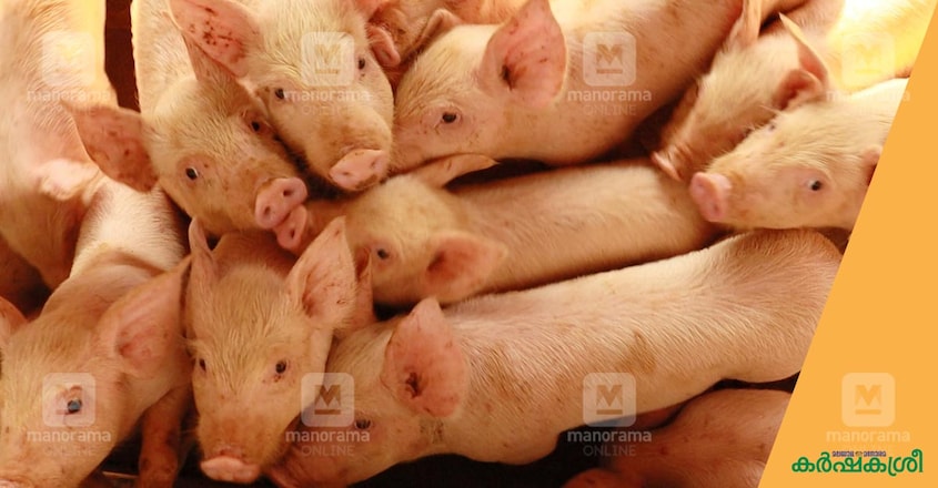 pig-farm pig-farm
