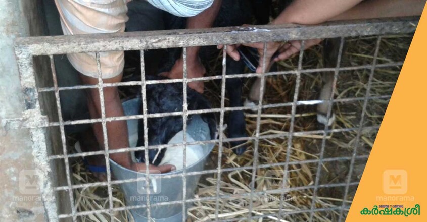 calf-weaning-1 calf-weaning-1