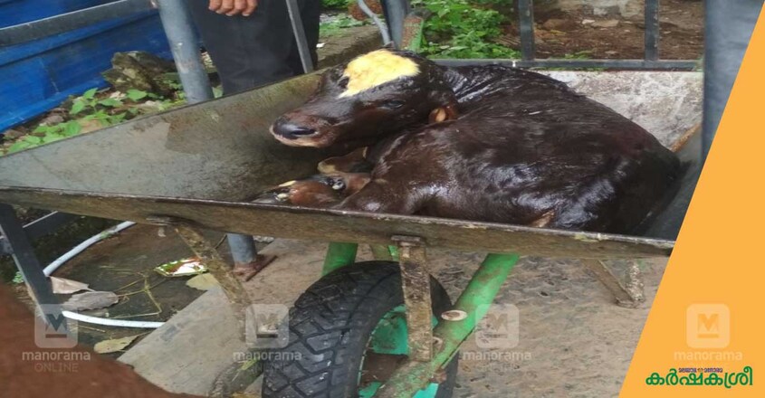 calf-weaning-2 calf-weaning-2