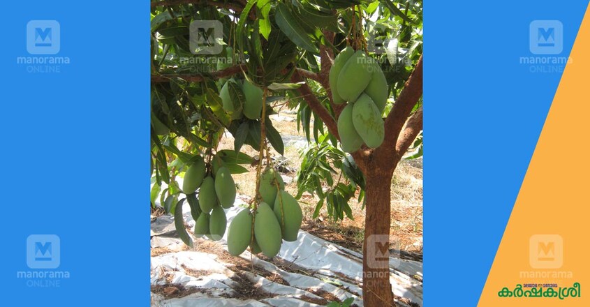jain-group-farm-2 jain-group-farm-2