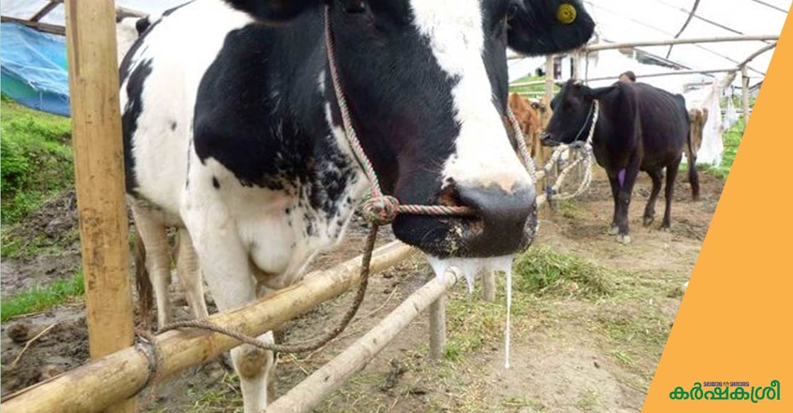 cattle-foot-and-mouth-disease cattle-foot-and-mouth-disease