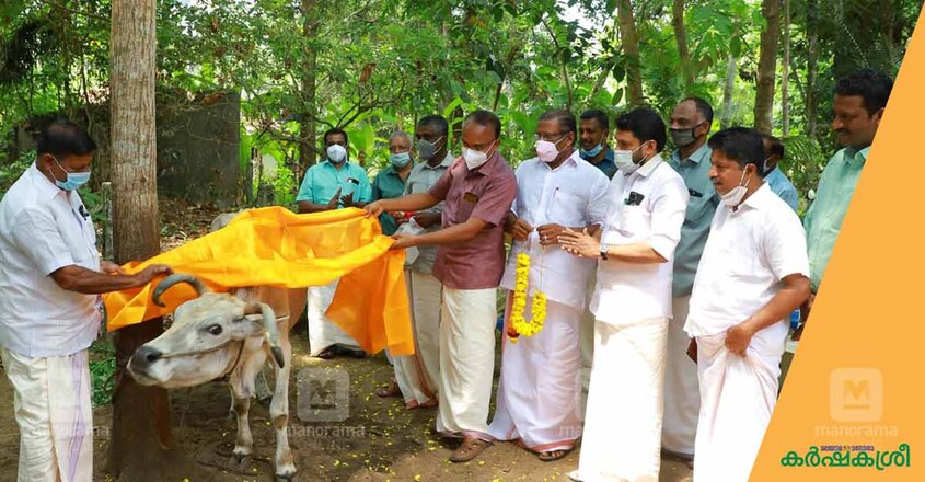 cow-2 cow-2