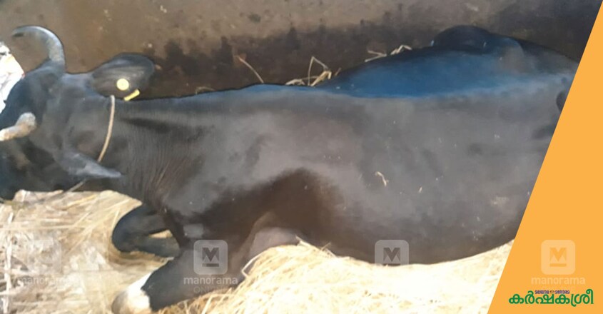 dairy-farm-tragedy-1 dairy-farm-tragedy-1
