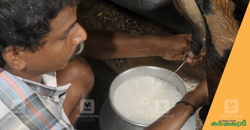dairy-farming-milking dairy-farming-milking