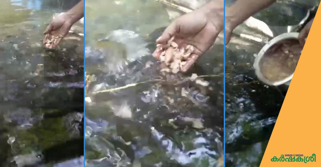 fish-feed fish-feed