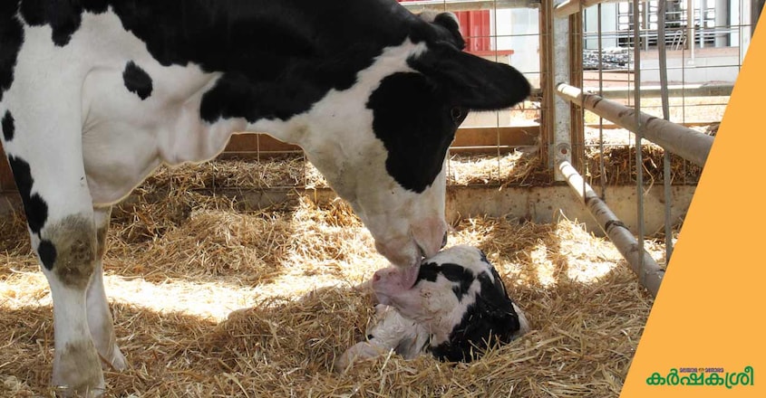 cow-and-calf cow-and-calf