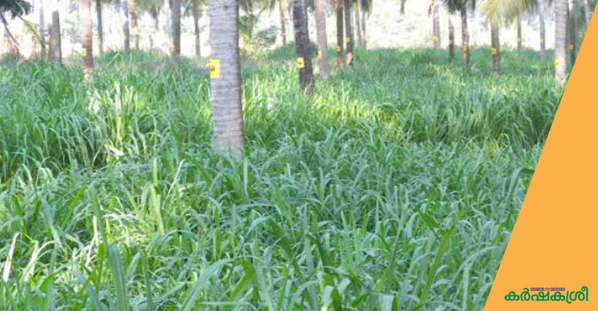 fodder-2 fodder-2