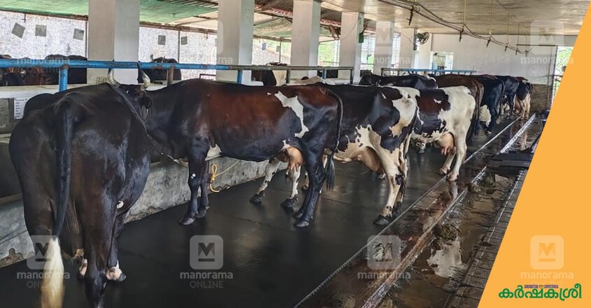 dairy-farming dairy-farming