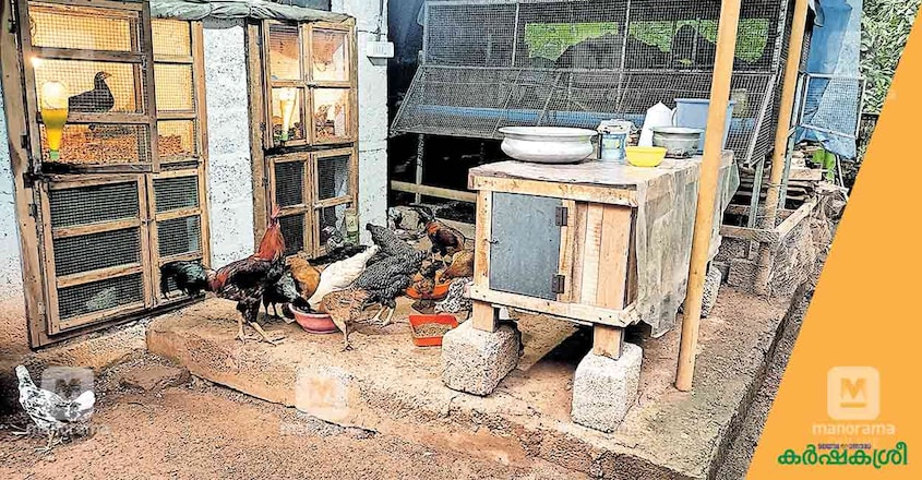 country-chicken-farming-1 country-chicken-farming-1