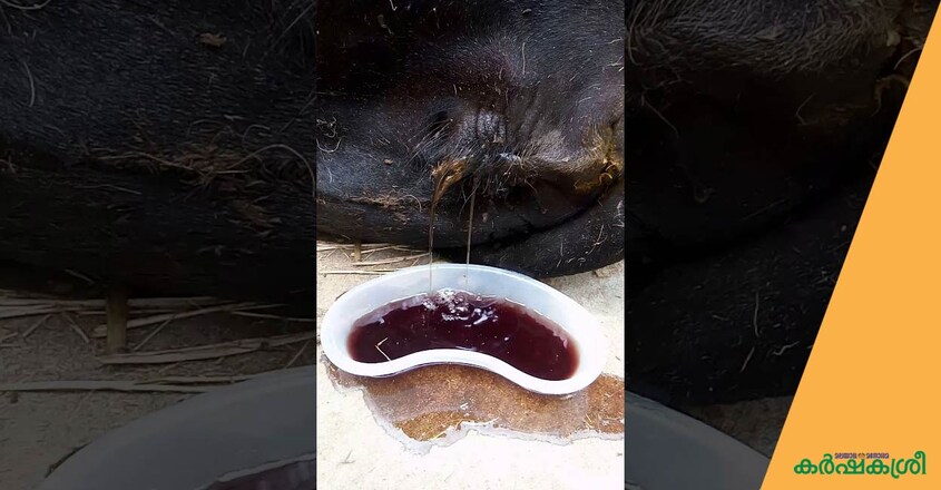 haemoglobinuria-cow haemoglobinuria-cow