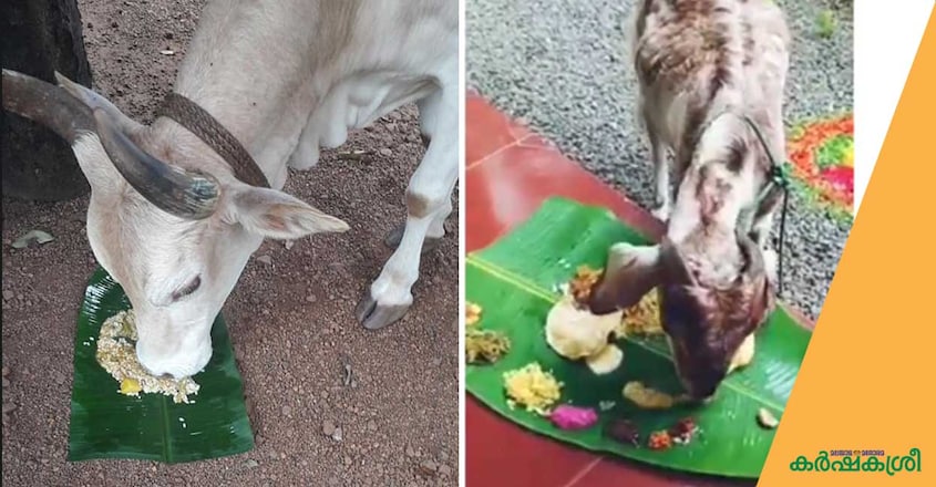 cow-and-goat-onasadhya cow-and-goat-onasadhya