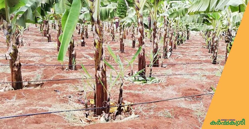 drip-irrigation drip-irrigation