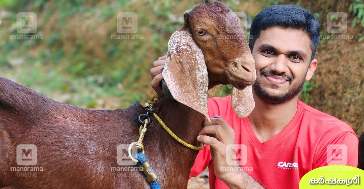അധ്യാപകപഠനത്തോടൊപ്പം ആടുവളർത്തലും; ആടിലെ ആദായവഴി തുറന്നുകാട്ടി ...