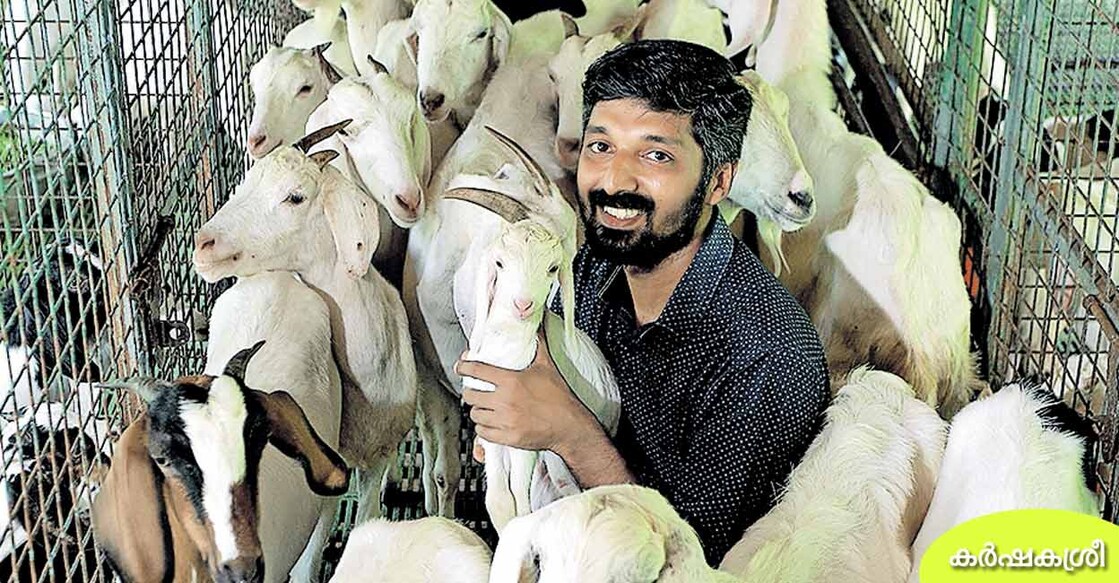 goat-farming goat-farming