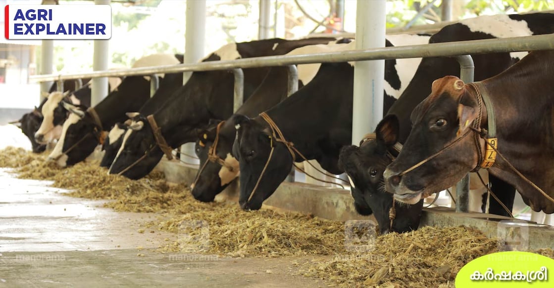 dairy-farm dairy-farm