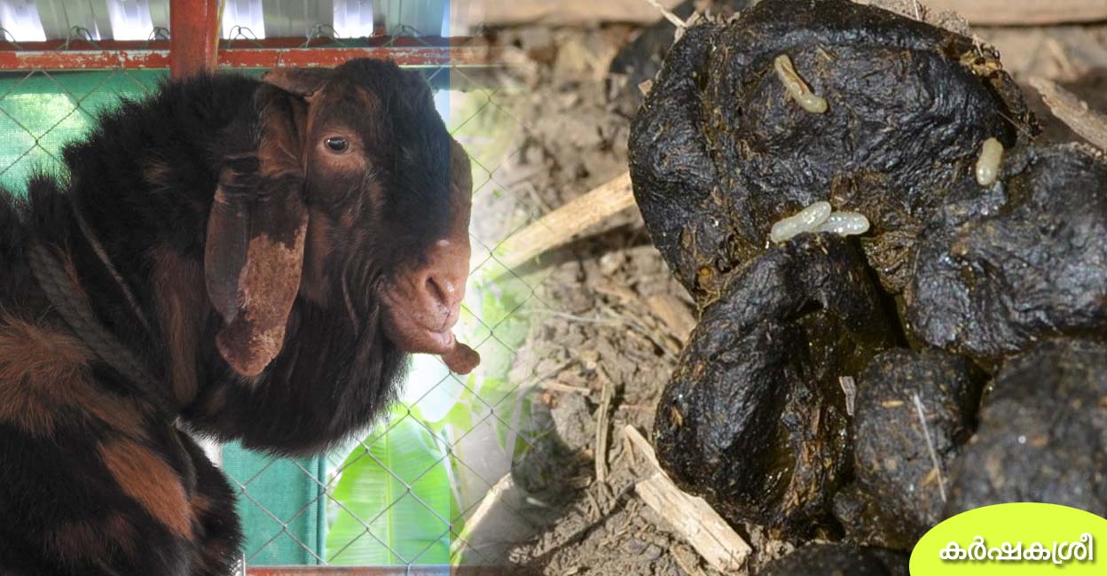 ആട്ടിന്‍കാഷ്ഠത്തില്‍ വെന്ത ചോറു പോലെ കാണപ്പെടുന്നതെന്ത്? കര്‍ഷകര്