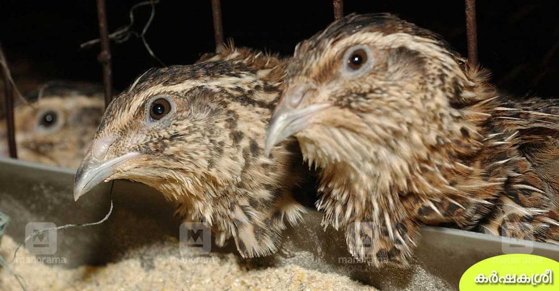 quail-farming quail-farming