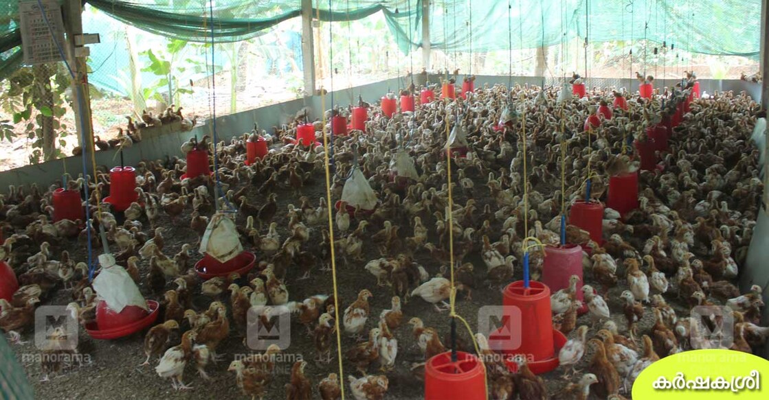 poultry-farm-chicks-1