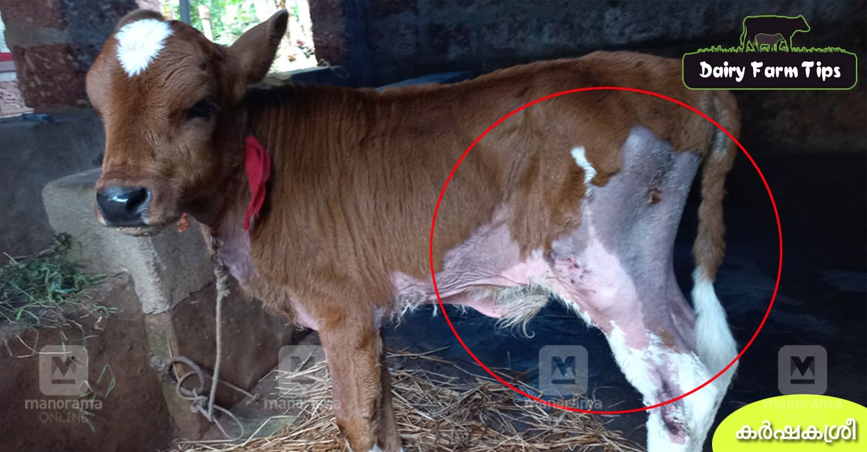 കൈകൊണ്ടു തൊട്ടാൽ പാളികളായി രോമം കൊഴിയുന്ന കിടാവ് കാരണമിതാണ്, പരിഹാരവും