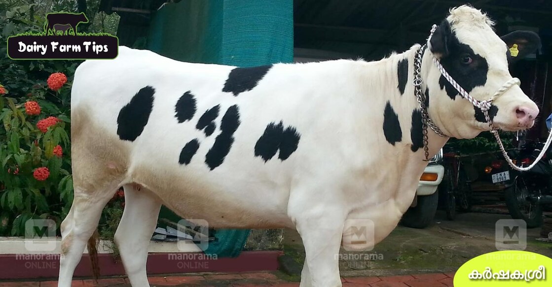 calf-dairy-farming calf-dairy-farming