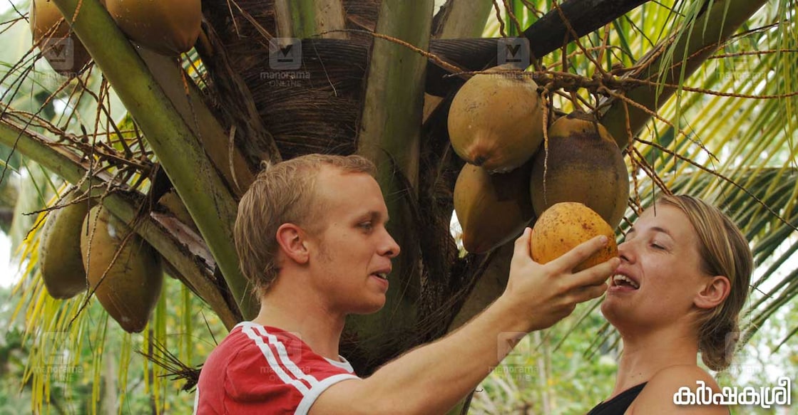 coconut coconut