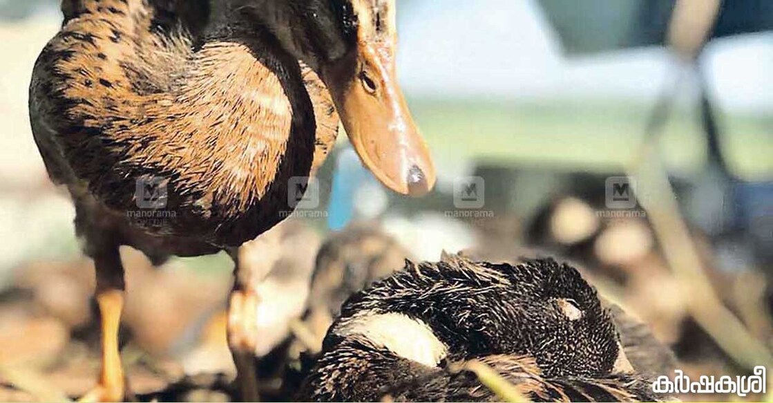 bird-flu ചിതയ്ക്കൊരുങ്ങി... പക്ഷിപ്പനി ബാധിച്ച് നിമിഷങ്ങൾക്കു മുൻപ് പിടഞ്ഞു വീണു മരിച്ച താറാവിൻ കുഞ്ഞിന്റെ അരികിൽ ചിറകടി നിലച്ച് മരണത്തിലേക്ക് അടുക്കുന്ന മറ്റൊരു കുരുന്ന്. പക്ഷിപ്പനി മൂലം കണ്ണീരിലായ താറാവു കർഷകരുടെ നീണ്ടൂർ ഗ്രാമത്തിൽ നിന്നുള്ള കാഴ്ച. ചിത്രം: ഗിബി സാം∙മനോരമ (ഫയൽ ചിത്രം)