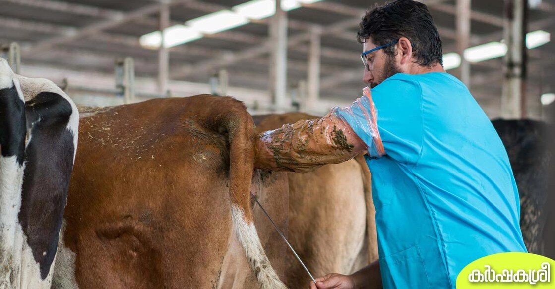 artificial-insemination-karshakasree Representational Image. Image credit: mgstudyo/iStockPhoto
