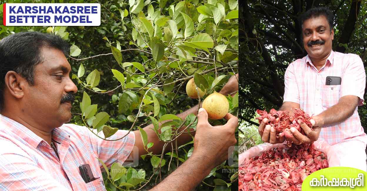 ഒരു മരത്തിൽനിന്ന് ശരാശരി 13,000 രൂപ; ആറേക്കറിൽ 250 മരങ്ങൾ; ജാതിയി