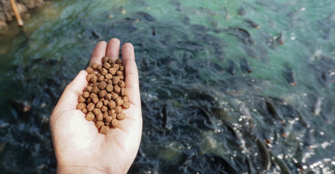 fish-feed Representational image. Image credit: Urvashi9/iStockPhoto
