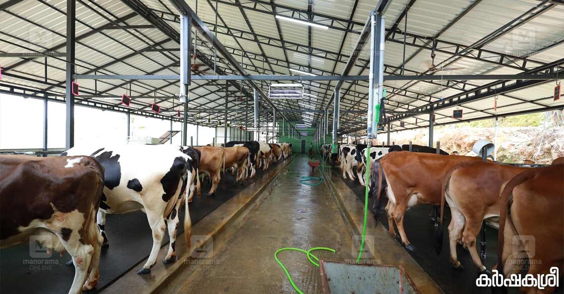 dairy-farm-1 dairy-farm-1