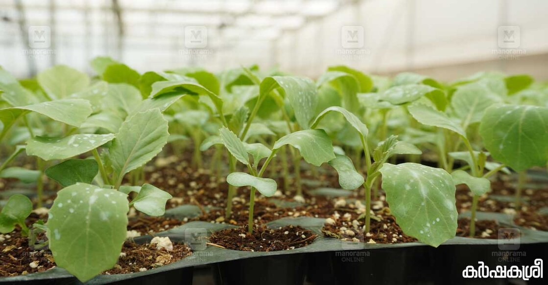 cabbage-1