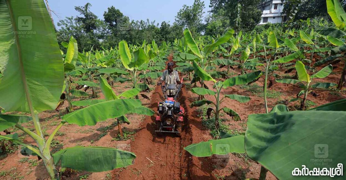 banana-farming-1