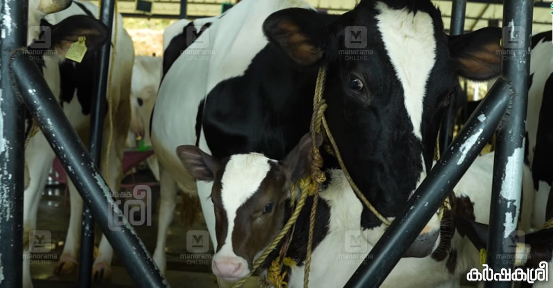 cow-2 cow-2