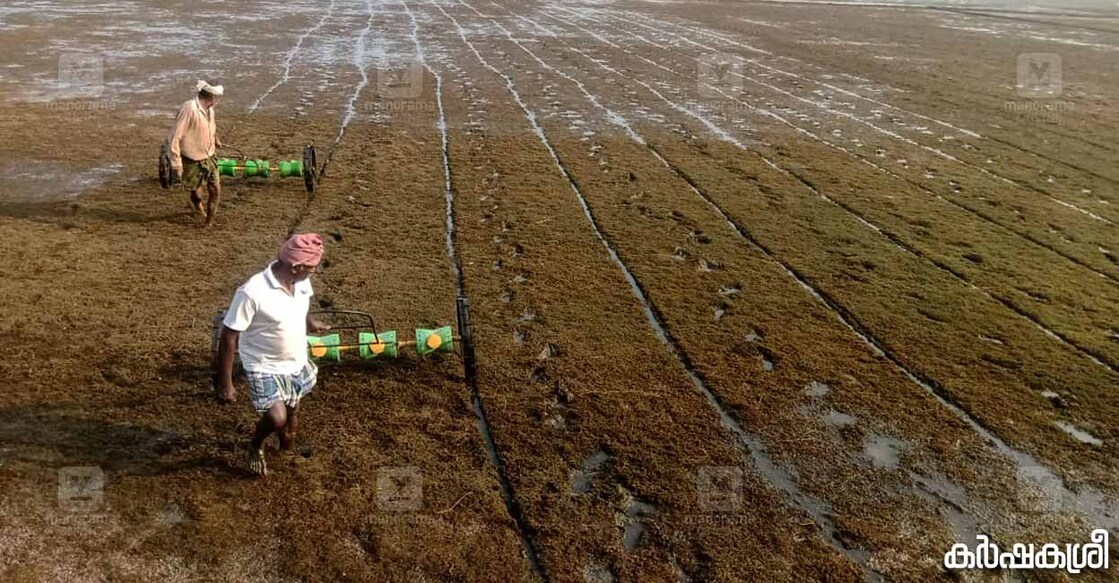paddy-3 ഡ്രം സീഡർ ഉപയോഗിച്ചുള്ള വിത