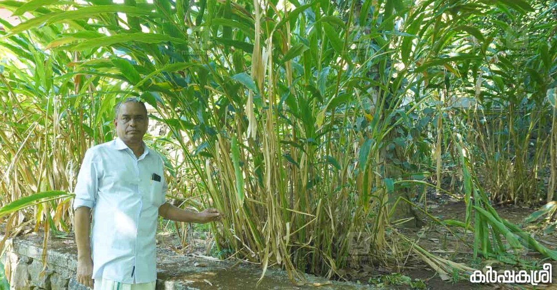 വീട്ടുമുറ്റത്തെ എലച്ചെടികൾക്കൊപ്പം അഡ്വ. മാത്യു സക്കറിയാസ്