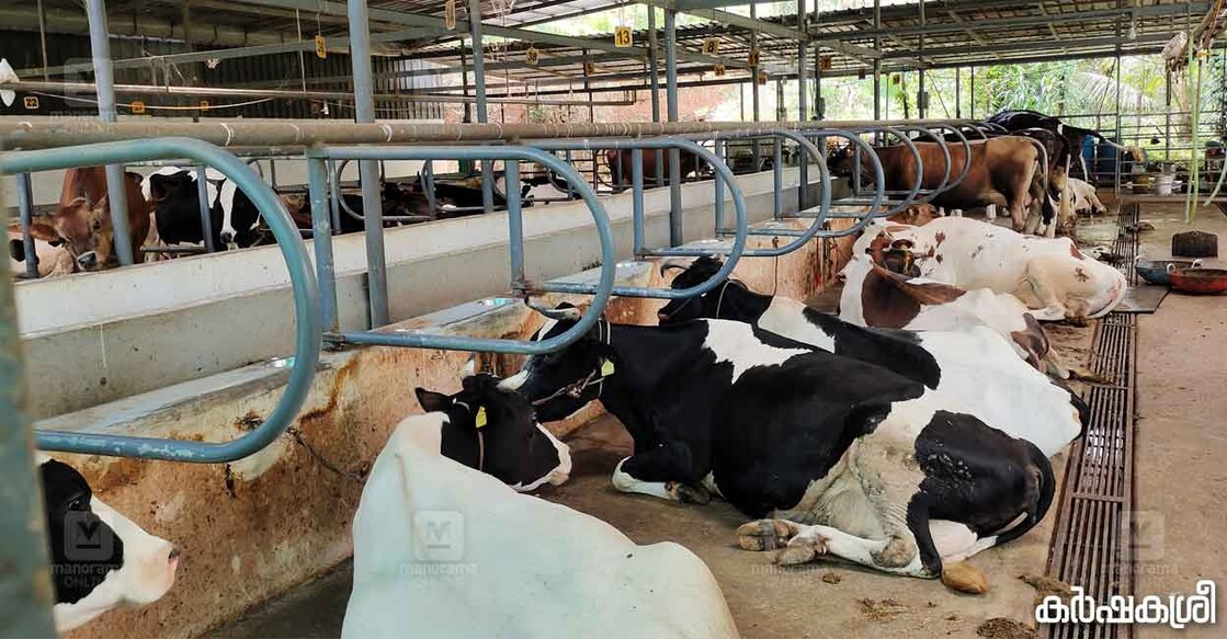 puramattom-airy-farm-1 പുറമറ്റം ഡെയറി ഫാം
