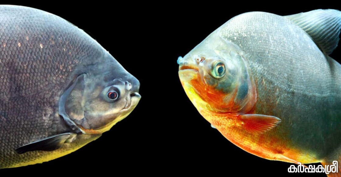 pacu pacu