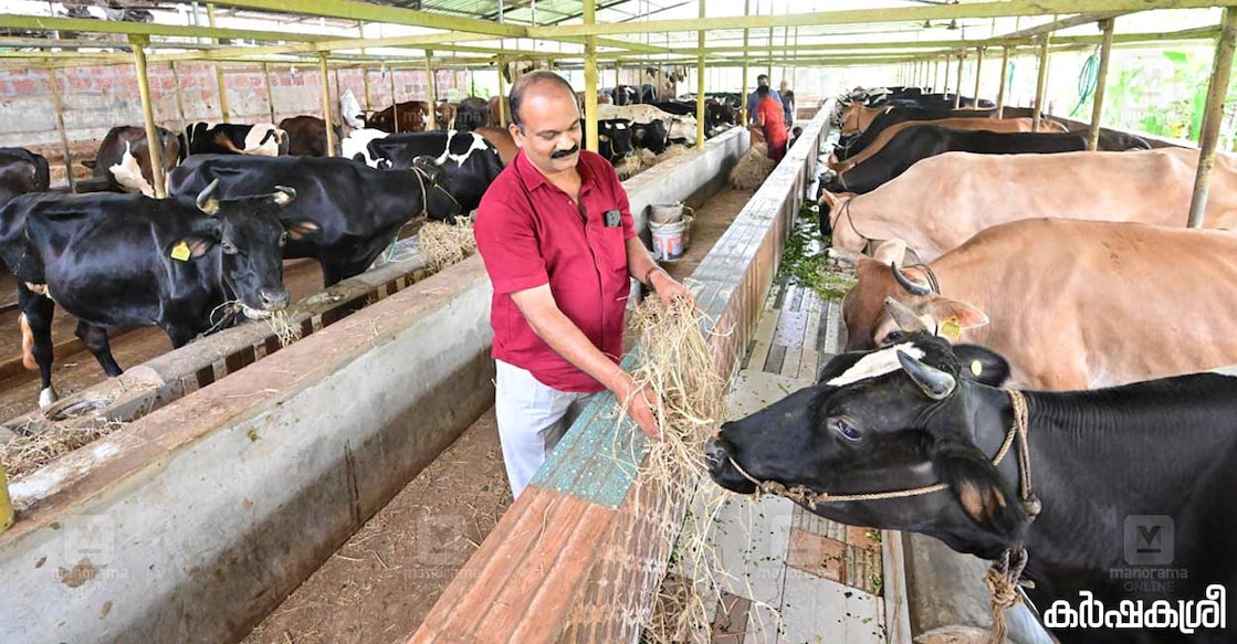 ഫാമിലെ പശുക്കൾക്കൊപ്പം പ്രതീഷ്. ചിത്രങ്ങൾ∙ ആറ്റ്‌ലി ഫെർണാണ്ടസ്/മനോരമ