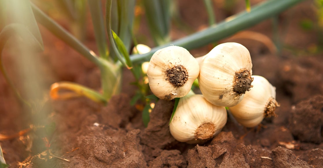 garlic Image Credit : CherriesJD / IstockPhoto