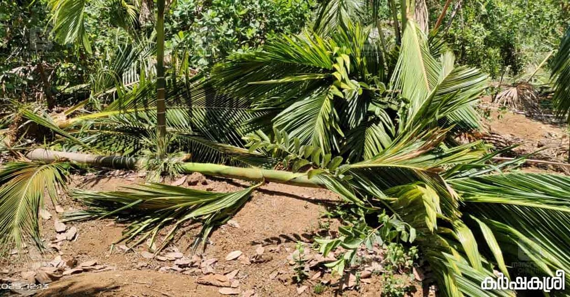 കാട്ടാനകൾ നശിപ്പിച്ച കൃഷിയിടം