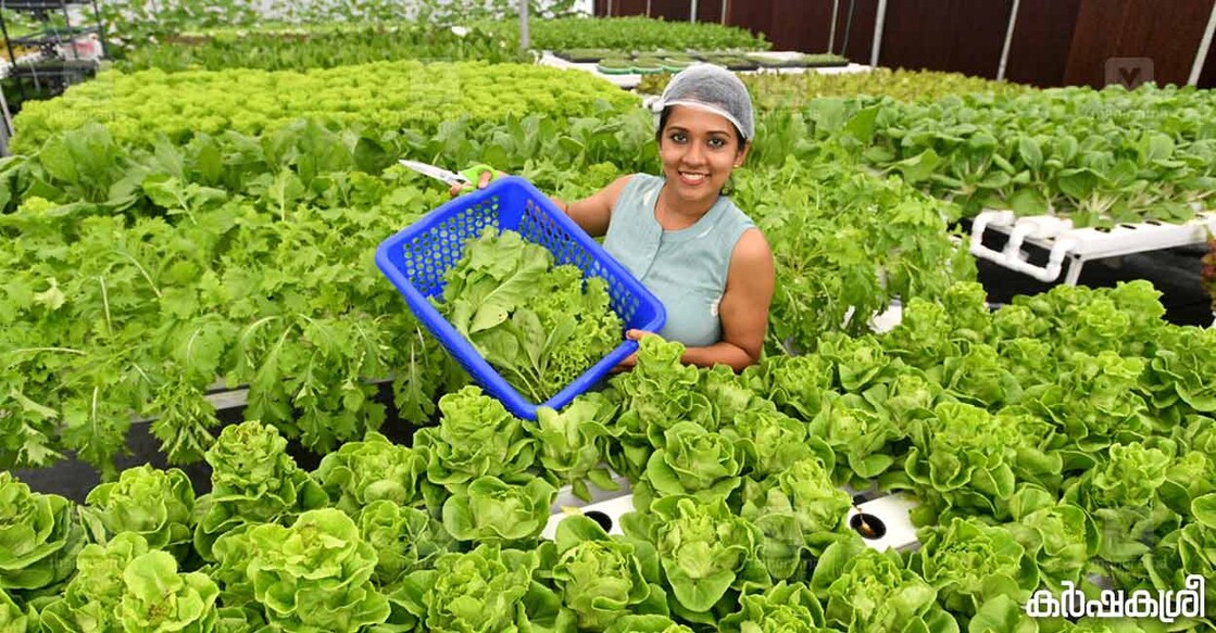 ഗ്രേസ് ആന്റണി കൃഷിയിടത്തിൽ. ചിത്രങ്ങൾ: വിഷ്ണു സനൽ∙മനോരമ