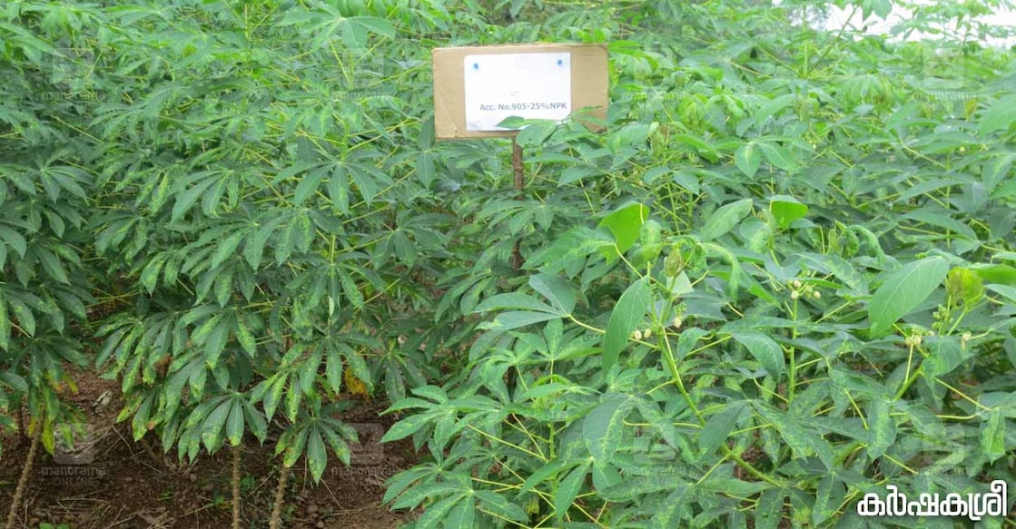 tapioca ശ്രീ അന്നം